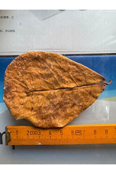 Meç Catappa Yaprağı 7-8cm S