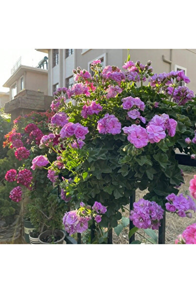 123 277 قطعة من بذور القصب المختلطة، تعريشات القصب المتشابكة، بذور الشجيرات، ...