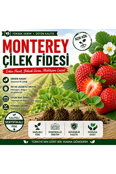SARI TARIM 5 Adet Monterey Açık Köklü Frigo Taze Yediveren Çilek Fidanı Fidesi