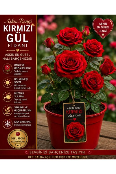ÇİÇEKLİFE AŞKIN RENGİ KIRMIZI RENK GÜL FİDANI ŞIK GÖRÜNÜMLÜ EV BAHÇEYE UYGUN