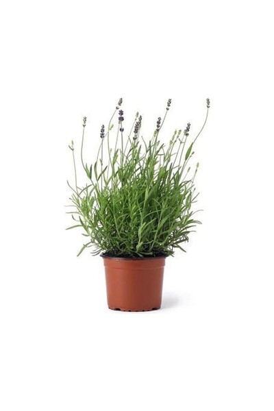 BİORGANİX Lavanta Fidanı 10-20 cm Kokulu Aromatik Hobi Amaçlı Dikim İçin Uygun