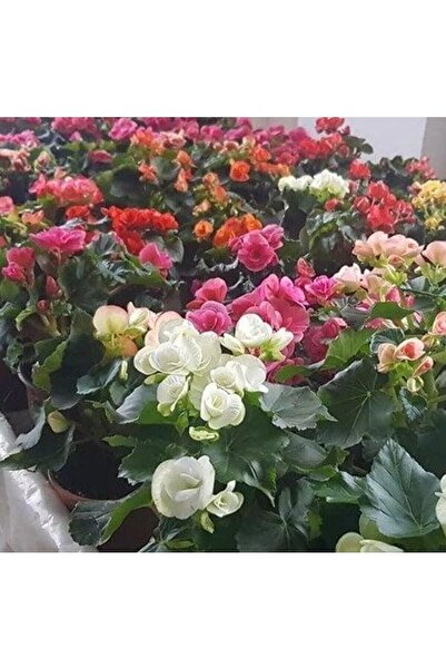 BİORGANİX Yağlı Begonya Çiçeği Begonia Thurstonii 10-20 cm
