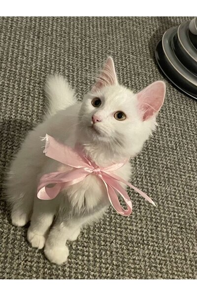 NOOR LILY Şık fiyonklu ve zarif kurdele detaylı kedi tasması