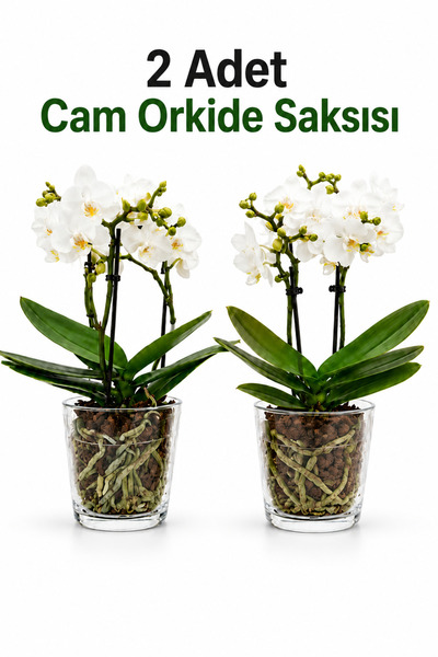 ByKurt Şeffaf Cam Orkide Saksısı 12 Pot Üretim Saksısına Uyumlu 2 ADET