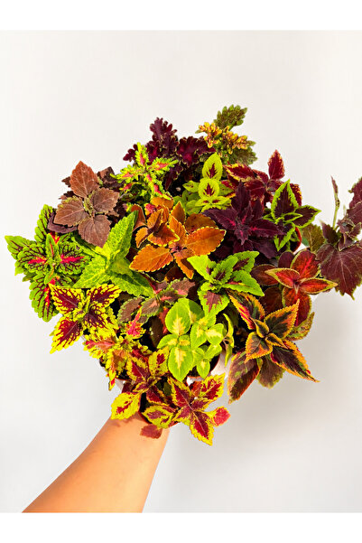 nazlı çiçekçilik Yaprak Güzeli (Coleus) Canlı Saksı Bitkisi 9’lu Mix