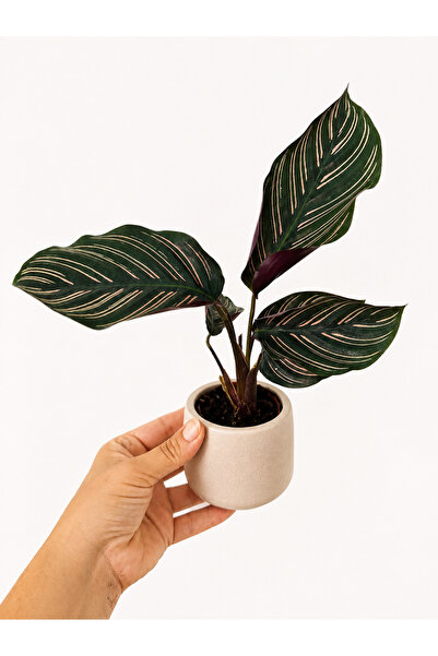 nazlı çiçekçilik Calathea Ornata Dua Çiçeği 5,lik Saksıda