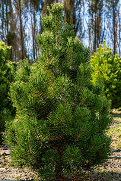 Vasada Karaçam Fidanı Pinus Nigra Tüplü 100-120 cm