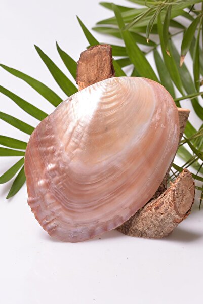Taş Sandığı Sedef Taşı Tabak - Deniz Kabuğu - 13 cm