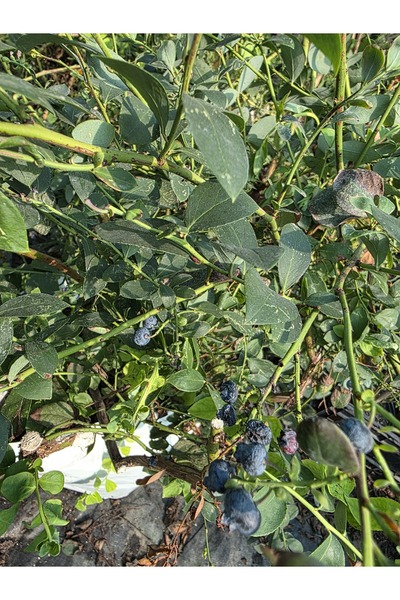 Bahçe Fidan Bluecrop Yaban Mersini Fidanı 6 Yaş