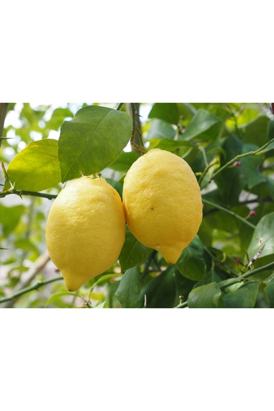 Bahçe Fidan Yediveren Dikenli Limon Fidanı