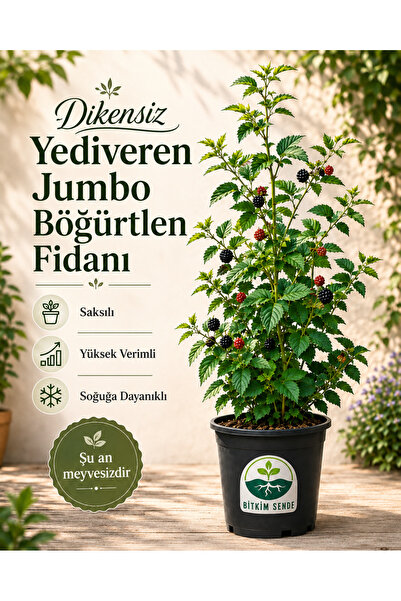 Bitkim Sende Avantajlı Dikensiz Yediveren Jumbo Böğürtlen Fidanı Saksılı Yüks...