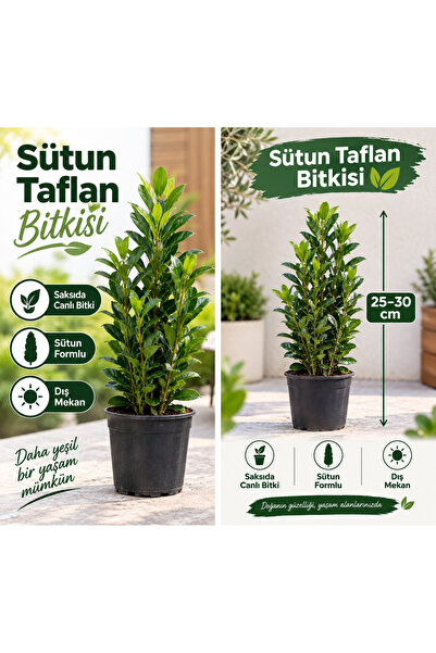 Lotus Botanik Sütun Taflan Fidanı (Euonymus japonicus) 25-30  cm Saksıda Canl...