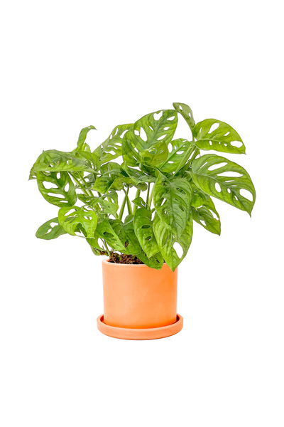 Deve Tabanı Mini (Monstera Monkey Mask) Ruby