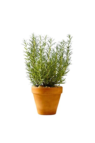 Biberiye (Rosmarinus Officinalis)
