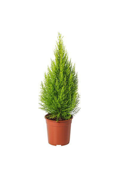 OEM Plantă naturală 24 cm Chiparos Monterrey CUPRESSUS MACROCARPA Plante de b...