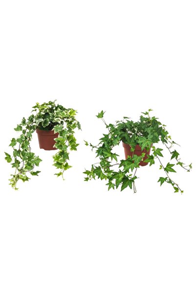 OEM Plantă naturală 13 cm Iederă HEDERA HELIX Plante agățate și cățărătoare