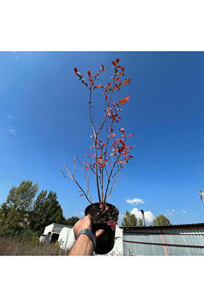 floriafidan 4 Yaş Yaban Mersini Fidanı (70-110 cm) 2 L Saksıda - Blueberry Sa...