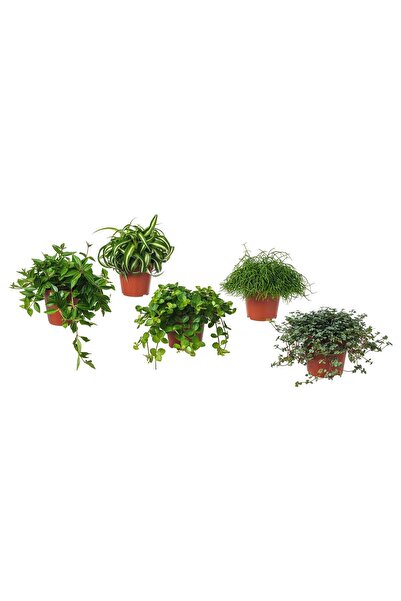 OEM Plantă naturală 12 cm asortate plante cu frunziș HIMALAYAMIX Plante agăța...