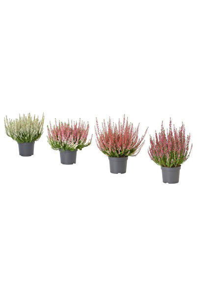 OEM Plantă naturală 13 cm iarbă neagră/culori asortate CALLUNA Plante de birou