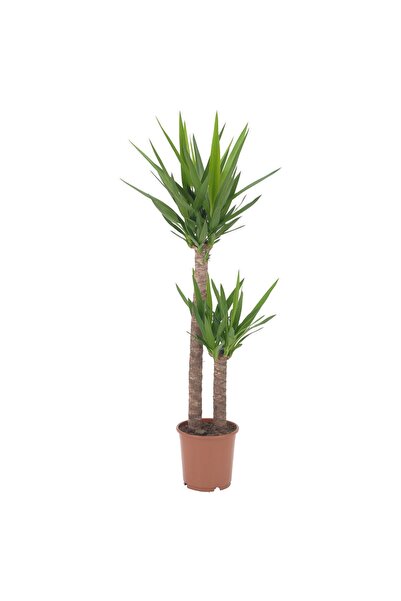 OEM Plantă naturală 24 cm YE/2 tulpini YUCCA ELEPHANTIPES Plante de podea