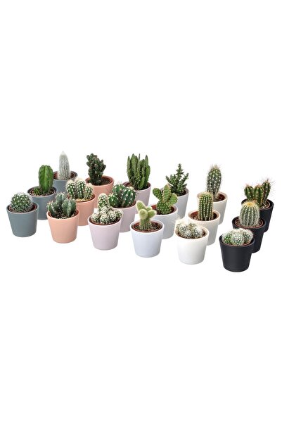 OEM Plantă naturală în ghiveci 6 cm 3 buc. cactus/asortate CACTACEAE Plante d...