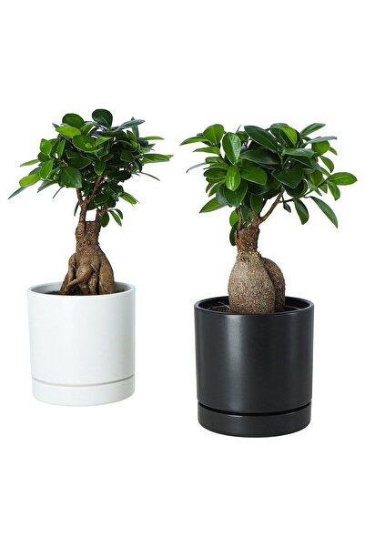 OEM Plantă naturală în ghiveci 12 cm bonsai culori asortate FICUS Plante de b...