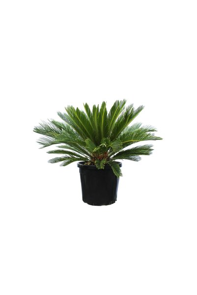 Cycas revoluta-Yalancı Sagu Palmiyesi