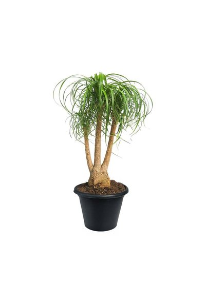 Nolina - Fil Ayağı (Beaucarnea Recurvata)
