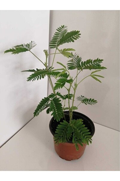Genel Markalar Küstüm Çiçeği Fidanı 10-20 cm