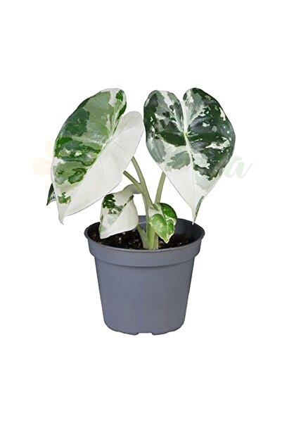 Eufloria Plante de interior
