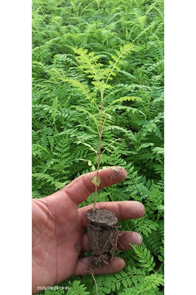 natura Jacaranda Mimosifolia 5 adet