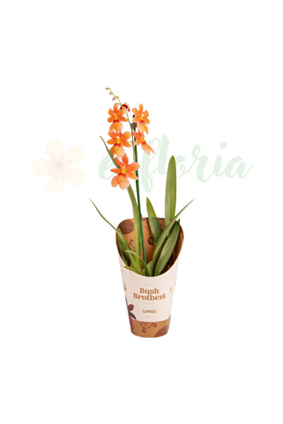 Eufloria Orhidee Burrageara Nelly Isler - flori galbene