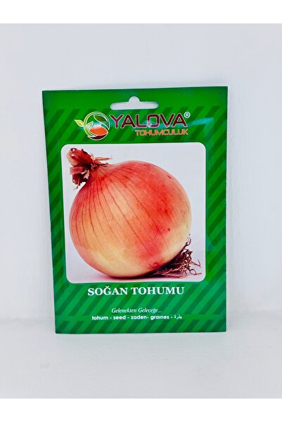 Soğan tohumu