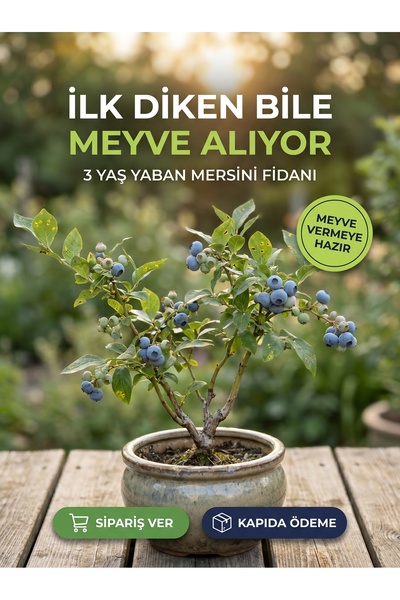 floriafidan 3 Yaş Yaban Mersini Fidanı - Blueberry Sapling