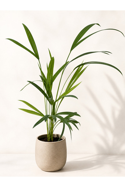 nazlı çiçekçilik Areka Palmiyesi (Dypsis lutescens) 45-50 cm | Dekoratif İç Mekân Bitkisi
