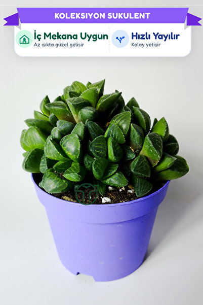 Toptan Kaktüs Haworthia Retusa Canlı Sukulent – Kolay Bakım Ev Bitkisi – 8.5 ...