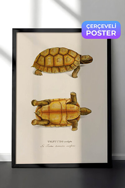 Zestia Crna uokvirena vintage zidna slika o prirodnoj istoriji, ilustracija a...