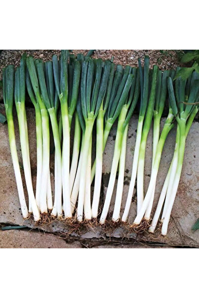123 Chinese Green Onion with Easy Planting and High Yield, Seeds for All Seas...