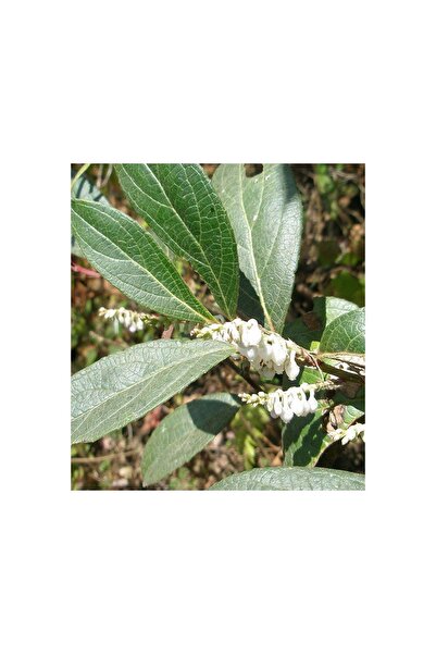 PIERRE FRANCHOMME LAB Αιθέριο έλαιο Σαλσίας Ιμαλαϊκής (Wintergreen) ΒΙΟ