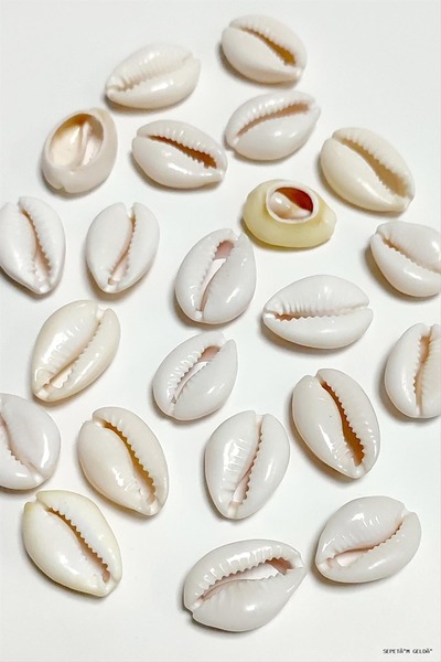 ZERO LAND Spt-Gld 10 Pieces Oyster Horse (04051) Large Cream