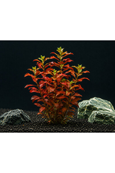Genel Markalar Ludwigia Repens (GÜL) 5 Dal Canlı Akvaryum Bitkisi - Canlı Bitki