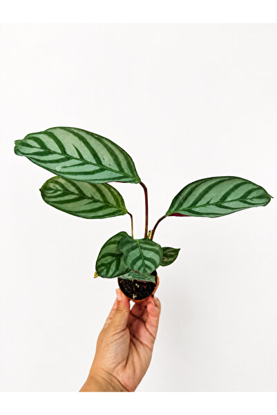 nazlı çiçekçilik Calathea Anulque Dua Çiçeği 5,5lik Saksıda