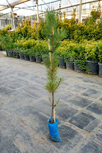Vasada Karaçam Fidanı Pinus Nigra Tüplü 100-120 cm