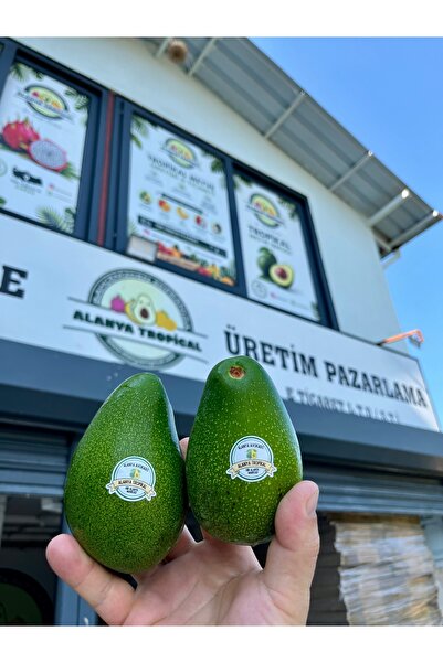 Alanyatropikal 1(KG) ALANYA AVOKADO