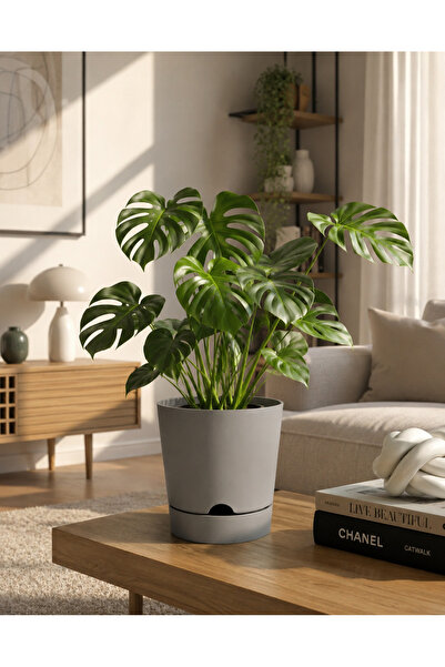leogarden Begonya 9 Litre Bej Krem Tabaklı Saksı Ağız Çapı 24.5 Cm Yükseklik ...