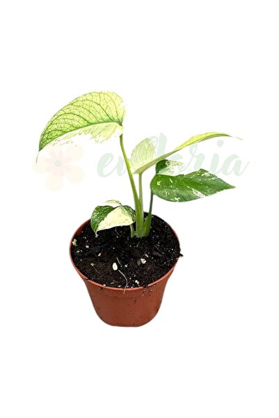 Eufloria Μονστέρα 'Μιντ' Ø8εκ.