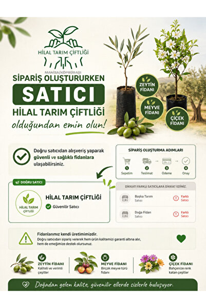 HİLAL TARIM ÇİFTLİĞİ (3 ADET) GEMLİK TRİLYE ZEYTİN FİDANI (SATICI KISMINDA HİLAL TARIM YAZMASINA DİKKAT EDİNİZ)