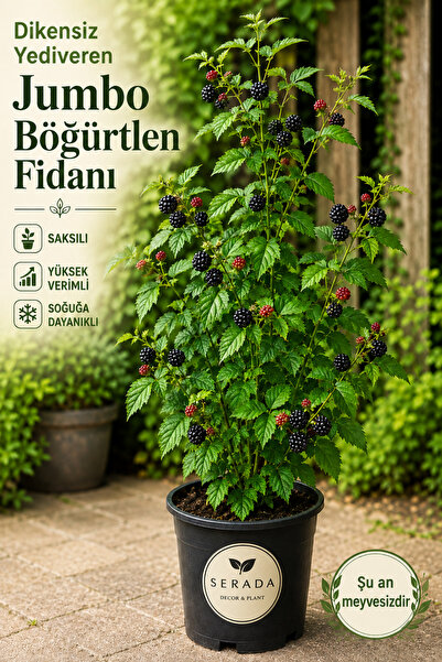 serada decor & plant Dikensiz Yediveren Jumbo Böğürtlen Fidanı Saksılı Yüksek...