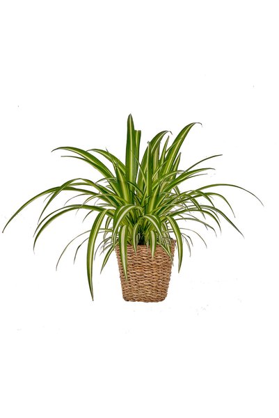 Kurdele Çiçeği (Chlorophytum Comosum) Hasır Saksılı