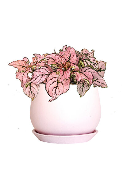 Pembe Hostes Çiçeği (Hypoestes) Curvy
